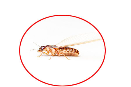 fleas exterminators in markham