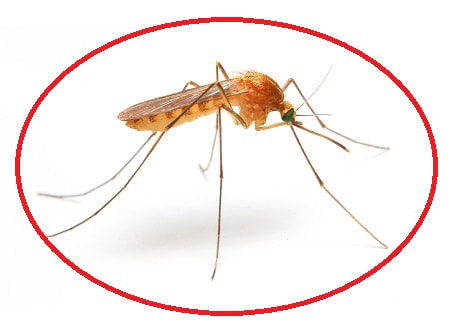 mosquito control services in markham