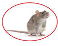 mice and rat exterminators in markham