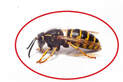 wasps and bess removal services