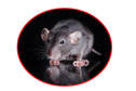 rodent extermination services